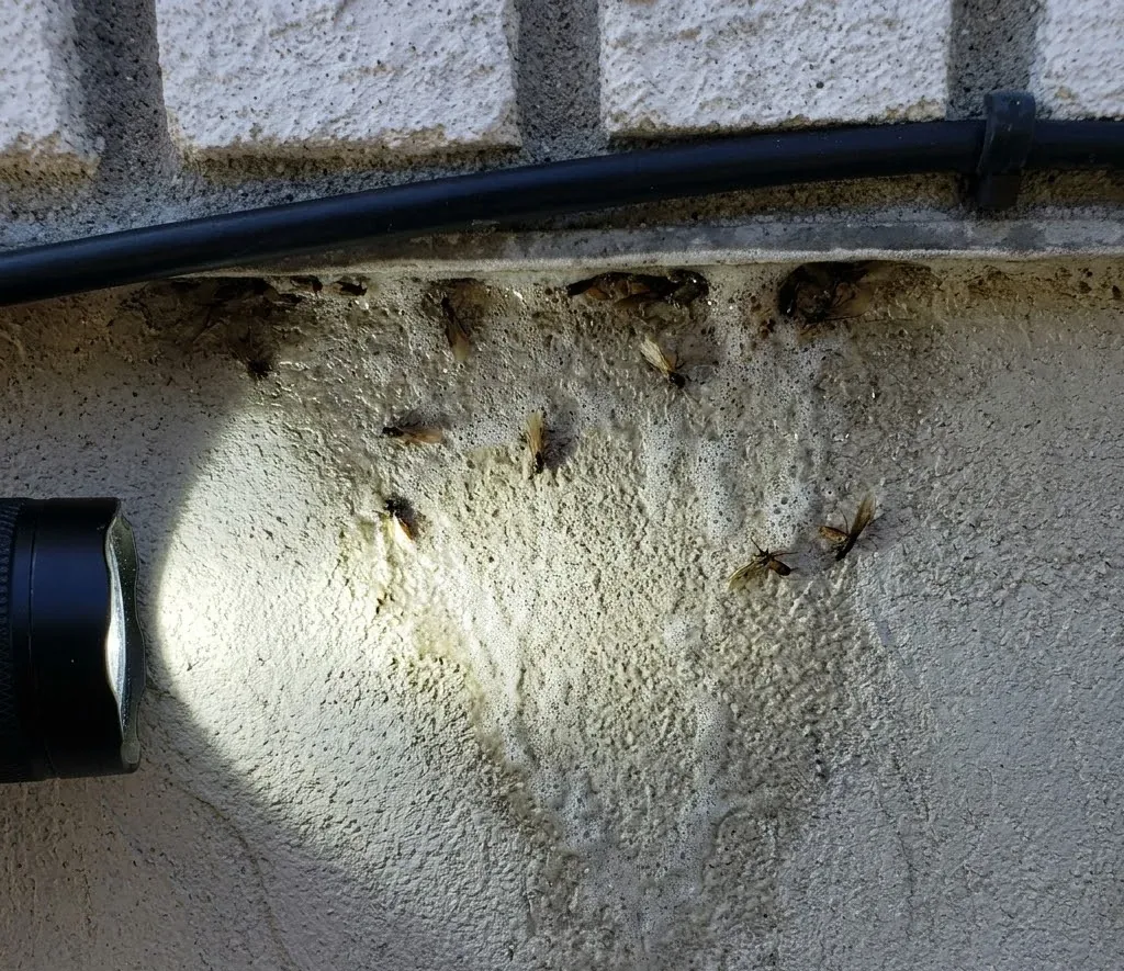Termite guides and local advice for South Fulton, GA